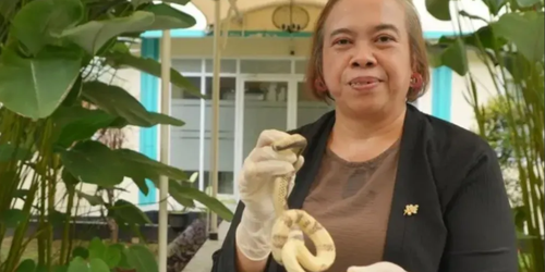 La única especialista en venenos de serpiente en uno de los países más víboras del mundo.