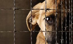 Incrementan penas por maltrato animal en San Luis Potosí