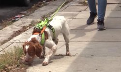 ¡Héroe de cuatro patas! Él es ‘Manchas’, el perro cazador de agua en Saltillo
