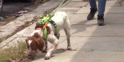 ¡Héroe de cuatro patas! Él es ‘Manchas’, el perro cazador de agua en Saltillo