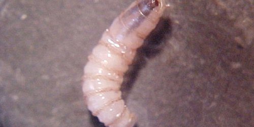 Detectan dos nuevos casos de miasis humana por gusano barrenador en Chiapas