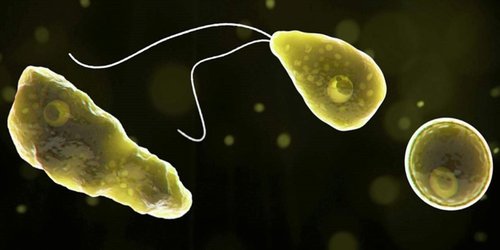 Confirman en Florida un caso de una rara ameba que destruye el cerebro