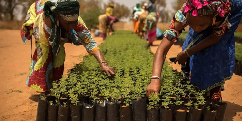 La Gran Muralla Verde para frenar la expansión del Sáhara avanza.