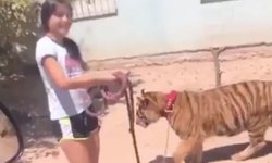 Como si fuera perro, niña sacó a pasear a su tigre en Sinaloa