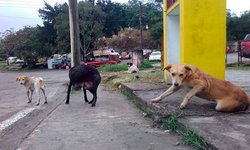 Darán sepultura en panteón de Llanitos a mascotas que mueren en la calle