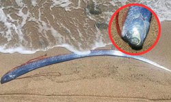Pez remo aparece en playas de México y causa terror en redes; ¿por qué se le relaciona con el fin del mundo?