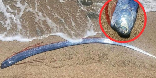 Pez remo aparece en playas de México y causa terror en redes; ¿por qué se le relaciona con el fin del mundo?