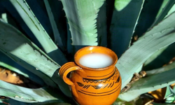El pulque, un reencuentro con el origen