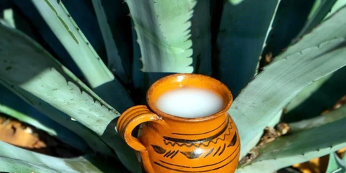 El pulque, un reencuentro con el origen