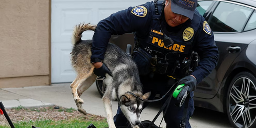 Sociedad Protectora de Animales de San Diego rescata a perros cubiertos de combustible tras accidente aéreo
