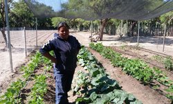 2020, año internacional de la sanidad vegetal