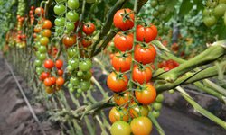 Agrizom exportará casi dos mil toneladas de tomate a Estados Unidos, Canadá y Japón