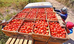Tomate potosino, de calidad y precios competitivos