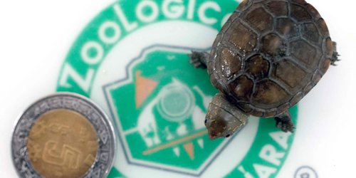 Nace en México ejemplar de pequeña tortuga en peligro de extinción