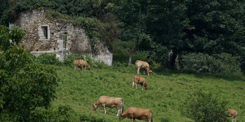 La muerte de un hombre atacado por vacas en Austria.