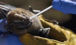 Científicos de China descubrieron en murciélagos un nuevo virus similar al COVID-19