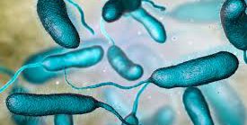 Bacteria “come carne”: ¿cómo evitar que te haga daño? ¿Existe en México?