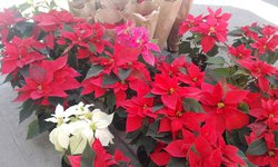 La Flor de Noche Buena es el símbolo que México aporta a la Navidad.