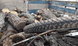 Decomisa la policía carga de mezquite en Ciudad Fernández