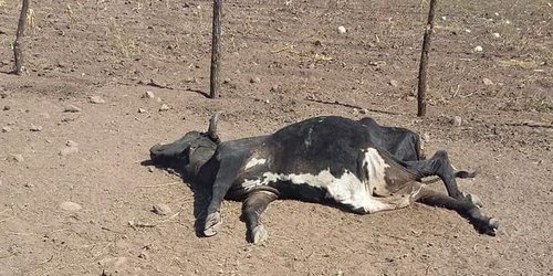 Comienza a morir el ganado por la sequía