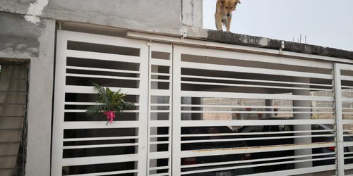Sacan vecinos sus ramos y los colocan en sus casas, al iniciar Semana Santa