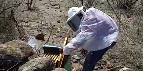 Apicultores y Municipio han rescatado seis enjambres de abejas