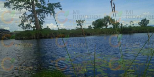 En peligro árboles y manantiales por falta de lluvias