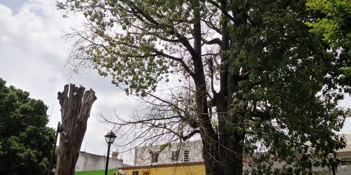 En riesgo de secarse la otra Ceiba de la plaza principal