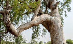 Atrasado el decreto de área natural protegida del bosque milenario Los Peroles