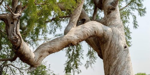 Atrasado el decreto de área natural protegida del bosque milenario Los Peroles