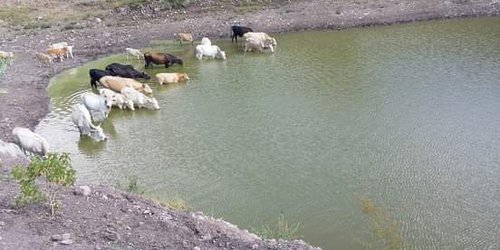 Júbilo entre campesinos por bordos llenos de agua y pastos verdes