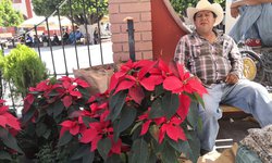 Ahora la esperanza de los ambulantes es vender Flor de Noche Buena