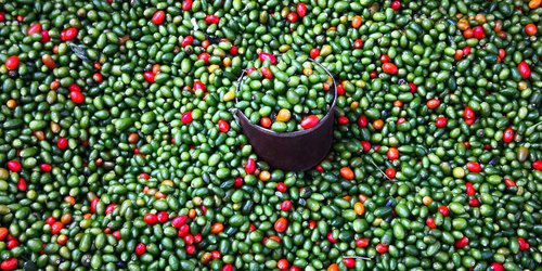Chile piquín del monte alcanza 350 pesos el litro. Por terminar temporada
