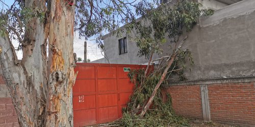 Vientos derribaron ramas de un árbol en el Cetis 106