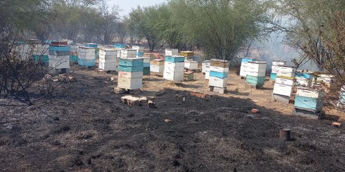 Incendio consume pastizales y cajas con abejas