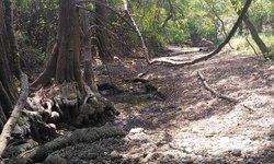 Rio de Rascón se seca por riego de cañaverales