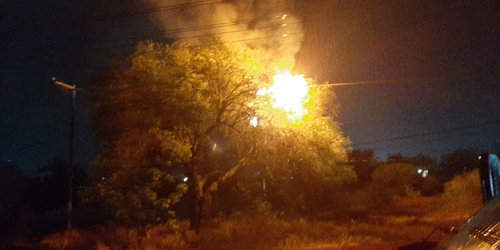 Se incendia árbol en El Refugio al chocar con cables de electricidad