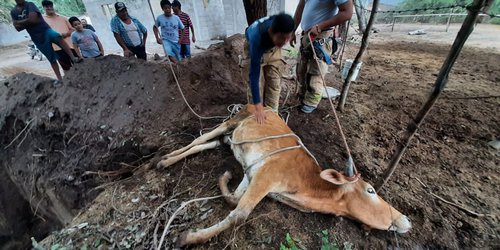 Bomberos rescatan becerro que cayó a una fosa séptica