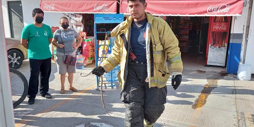 Capturan víbora en negocio de calle Platanares