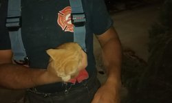 Rescatan a un gatito que quedó atrapado en un pino