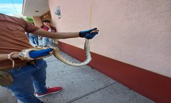 Víbora asusta a peatones en calle Héroes Potosinos