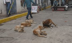 Proliferan perros callejeros sanos y gordos