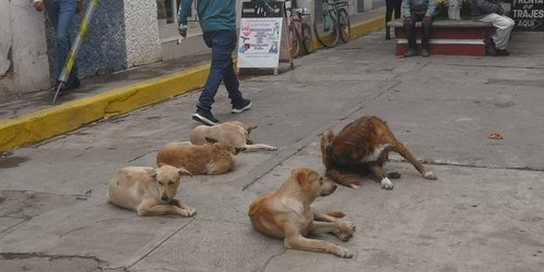 Proliferan perros callejeros sanos y gordos