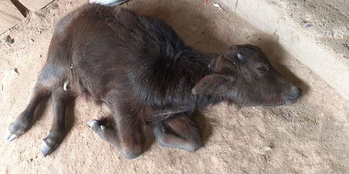 Felino ataca el ganado y da muerte a cría de búfalo en San Diego