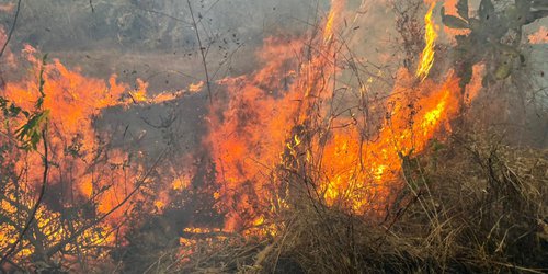 Incendio consume cuatro hectáreas de vegetación en ribera del río Verde