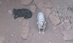 Agentes de la Guardia Municipal coordinan rescate de dos perros atrapados en un pozo
