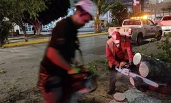 Fuertes lluvias y vientos tumban árboles y publicidad en la ciudad de SLP