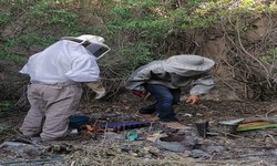 Protección Civil retira enjambres de abejas de dos domicilios y los libera en un lugar seguro