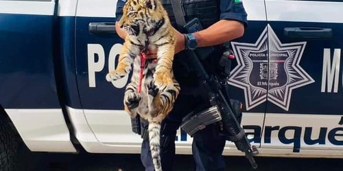 Detienen en Querétaro a pareja con armas de fuego y un tigre