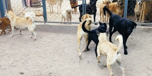 Más de 77 perros rescatados atiende albergue Ayuda a Huellitas de Luz